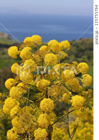 Beautiful flowers blooming in the garden, Bodrum Turkey 135755764