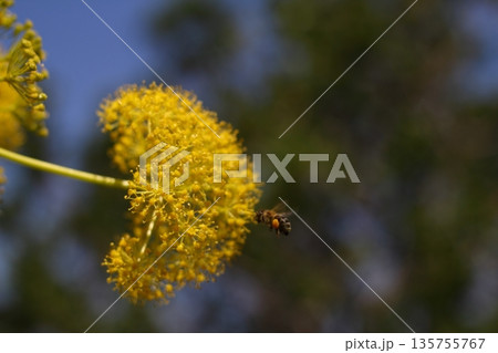 Beautiful flowers blooming in the garden, Bodrum Turkey 135755767