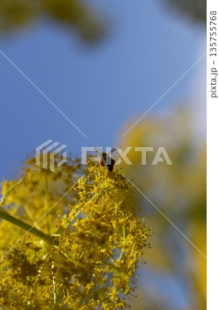Beautiful flowers blooming in the garden, Bodrum Turkey 135755768