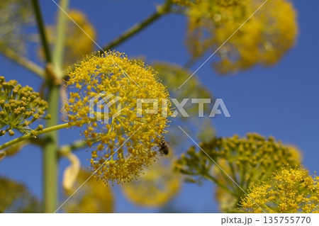 Beautiful flowers blooming in the garden, Bodrum Turkey Beautiful flowers blooming in the garden, Bodrum Turkey 135755770