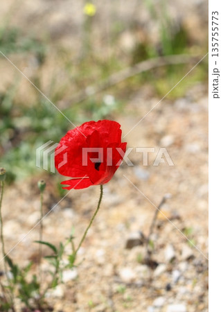 Beautiful flowers blooming in the garden, Bodrum Turkey Beautiful flowers blooming in the garden, Bodrum Turkey 135755773
