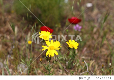Beautiful flowers blooming in the garden, Bodrum Turkey 135755774