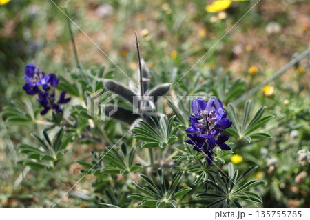 Beautiful flowers blooming in the garden, Bodrum Turkey 135755785