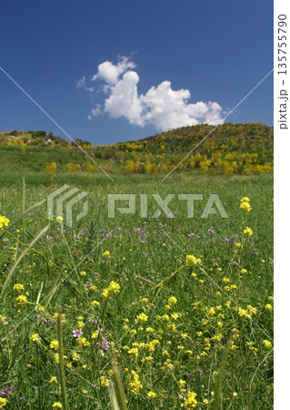 Beautiful flowers blooming in the garden, Bodrum Turkey 135755790