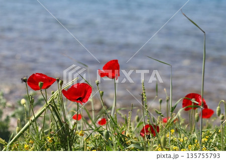 Beautiful flowers blooming in the garden, Bodrum Turkey 135755793