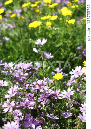 Beautiful flowers blooming in the garden, Bodrum Turkey 135755796