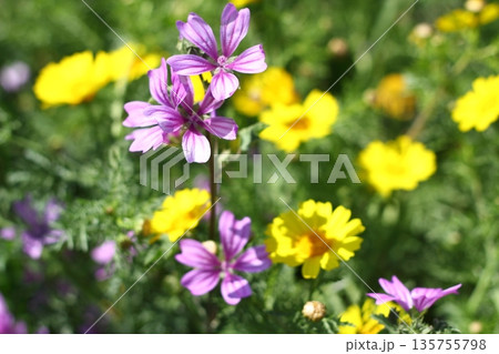 Beautiful flowers blooming in the garden, Bodrum Turkey 135755798