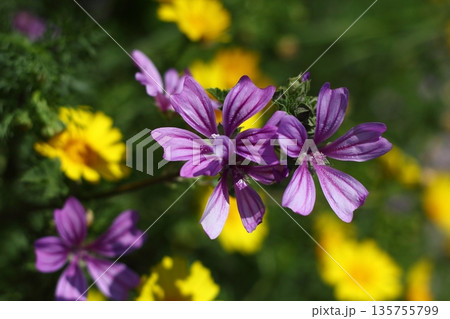 Beautiful flowers blooming in the garden, Bodrum Turkey 135755799