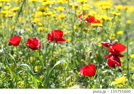 Beautiful flowers blooming in the garden, Bodrum Turkey Beautiful flowers blooming in the garden, Bodrum Turkey 135755800