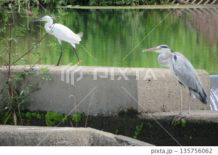 魚道で獲物を狙うアオサギとコサギ・4 135756062