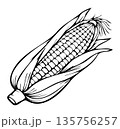 Corn on the cob. Corn icon. Vegetables. Fresh food. Hand drawn Corn. Black and white vector illustration. 135756257