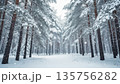 Symmetrical Snowy Pine Forest Path In Winter Landscape. AI Generated Symmetrical Snowy Pine Forest Path In Winter Landscape. AI Generated 135756282