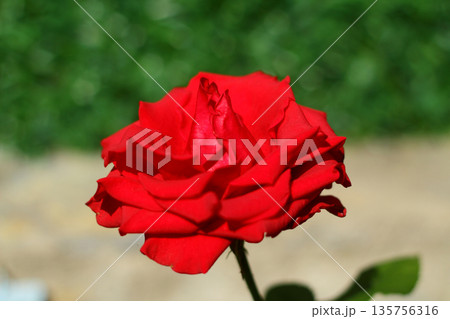 Beautiful Flowers Blooming In The Garden, Bodrum Turkey.. Macro Photography. Beautiful Flowers Blooming In The Garden, Bodrum Turkey.. Macro Photography. 135756316