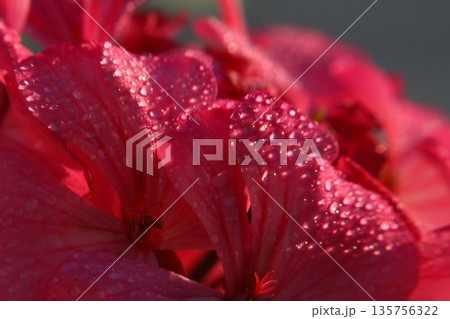 Beautiful Flowers Blooming In The Garden, Bodrum Turkey.. Macro Photography. Beautiful Flowers Blooming In The Garden, Bodrum Turkey.. Macro Photography. 135756322