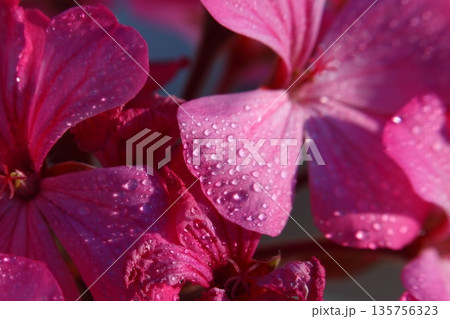 Beautiful Flowers Blooming In The Garden, Bodrum Turkey.. Macro Photography. Beautiful Flowers Blooming In The Garden, Bodrum Turkey.. Macro Photography. 135756323