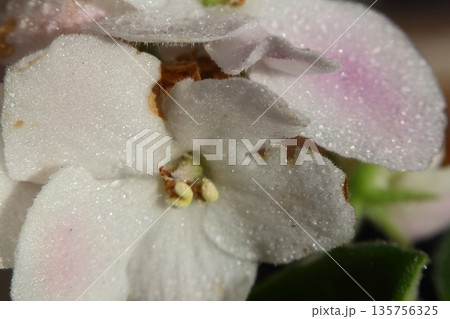 Beautiful Flowers Blooming In The Garden, Bodrum Turkey.. Macro Photography. 135756325