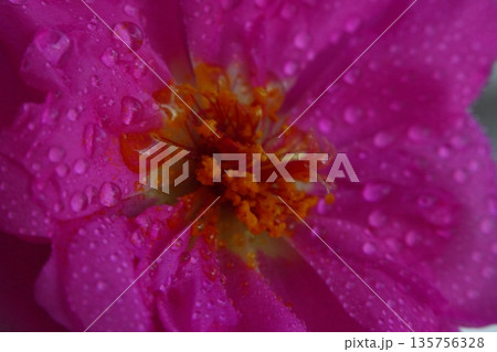 Beautiful Flowers Blooming In The Garden, Bodrum Turkey.. Macro Photography. Beautiful Flowers Blooming In The Garden, Bodrum Turkey.. Macro Photography. 135756328