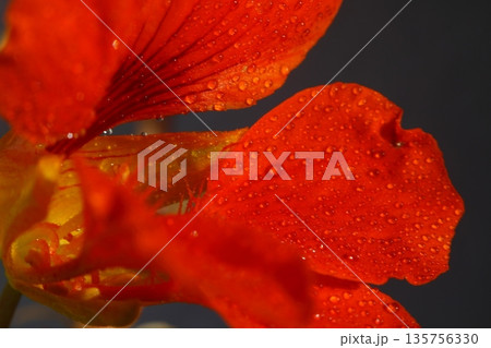 Beautiful Flowers Blooming In The Garden, Bodrum Turkey.. Macro Photography. 135756330
