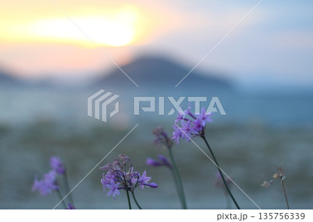 Beautiful Flowers Blooming In The Garden, Bodrum Turkey 135756339