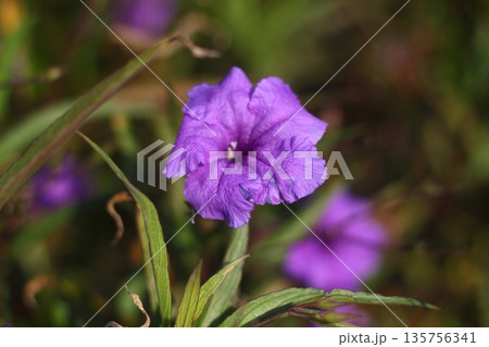 Beautiful Flowers Blooming In The Garden, Bodrum Turkey 135756341