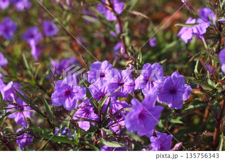 Beautiful Flowers Blooming In The Garden, Bodrum Turkey 135756343