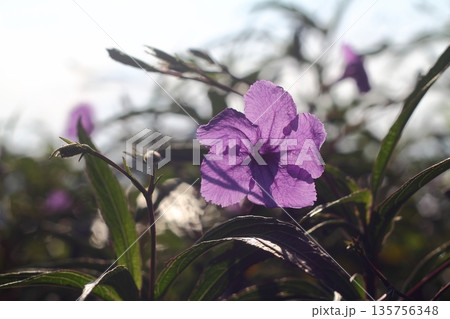 Beautiful Flowers Blooming In The Garden, Bodrum Turkey Beautiful Flowers Blooming In The Garden, Bodrum Turkey 135756348