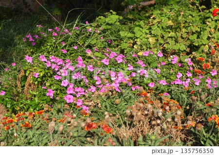 Beautiful Flowers Blooming In The Garden, Bodrum Turkey Beautiful Flowers Blooming In The Garden, Bodrum Turkey 135756350