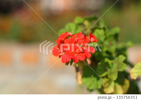 Beautiful Flowers Blooming In The Garden, Bodrum Turkey 135756351