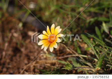 Beautiful Flowers Blooming In The Garden, Bodrum Turkey Beautiful Flowers Blooming In The Garden, Bodrum Turkey 135756352