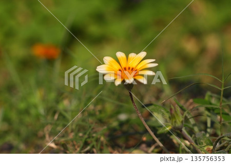 Beautiful Flowers Blooming In The Garden, Bodrum Turkey 135756353