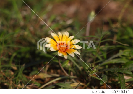 Beautiful Flowers Blooming In The Garden, Bodrum Turkey 135756354