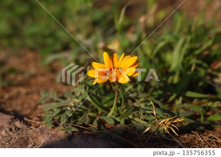 Beautiful Flowers Blooming In The Garden, Bodrum Turkey Beautiful Flowers Blooming In The Garden, Bodrum Turkey 135756355