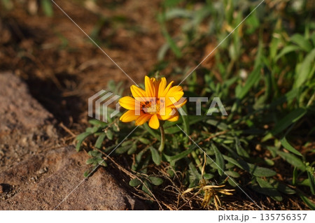 Beautiful Flowers Blooming In The Garden, Bodrum Turkey Beautiful Flowers Blooming In The Garden, Bodrum Turkey 135756357