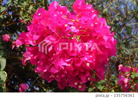 Beautiful Flowers Blooming In The Garden, Bodrum Turkey Beautiful Flowers Blooming In The Garden, Bodrum Turkey 135756361