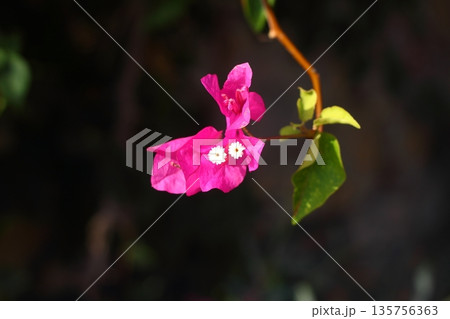 Beautiful Flowers Blooming In The Garden, Bodrum Turkey 135756363