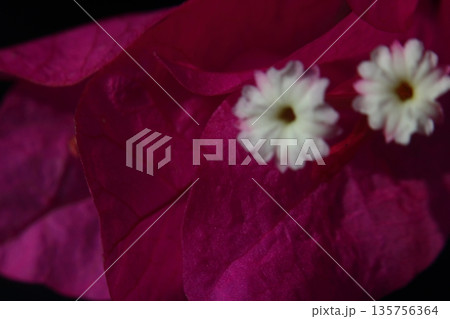 Beautiful Flowers Blooming In The Garden, Bodrum Turkey Beautiful Flowers Blooming In The Garden, Bodrum Turkey 135756364