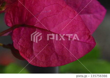 Beautiful Flowers Blooming In The Garden, Bodrum Turkey 135756366