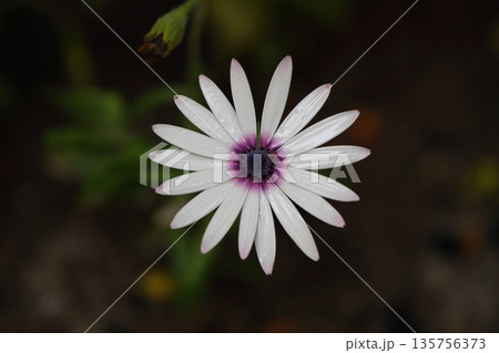 Beautiful Flowers Blooming In The Garden, Bodrum Turkey 135756373