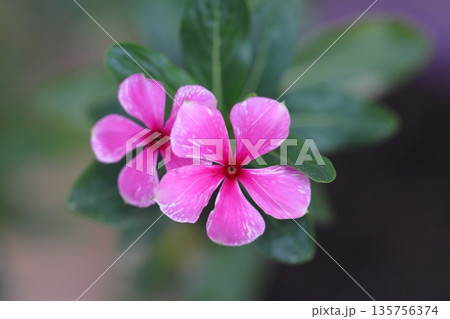 Beautiful Flowers Blooming In The Garden, Bodrum Turkey 135756374