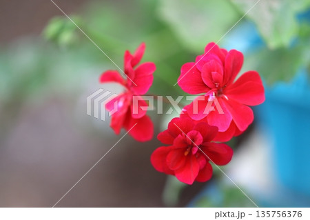 Beautiful Flowers Blooming In The Garden, Bodrum Turkey 135756376