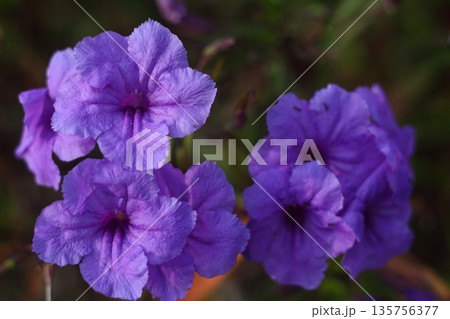 Beautiful Flowers Blooming In The Garden, Bodrum Turkey 135756377