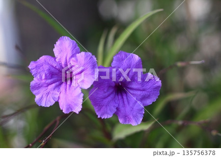 Beautiful Flowers Blooming In The Garden, Bodrum Turkey Beautiful Flowers Blooming In The Garden, Bodrum Turkey 135756378