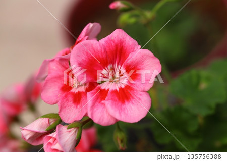 Beautiful Flowers Blooming In The Garden, Bodrum Turkey	. Macro Photography. 135756388