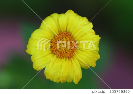 Beautiful Flowers Blooming In The Garden, Bodrum Turkey	. Macro Photography. 135756390