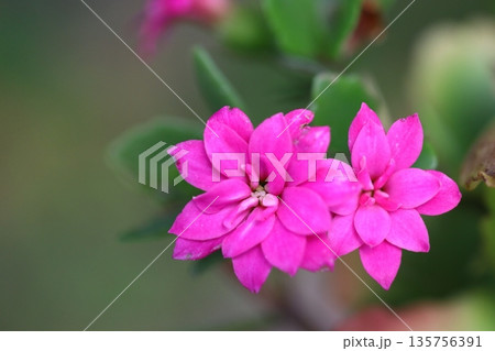 Beautiful Flowers Blooming In The Garden, Bodrum Turkey . Macro Photography. Beautiful Flowers Blooming In The Garden, Bodrum Turkey . Macro Photography. 135756391