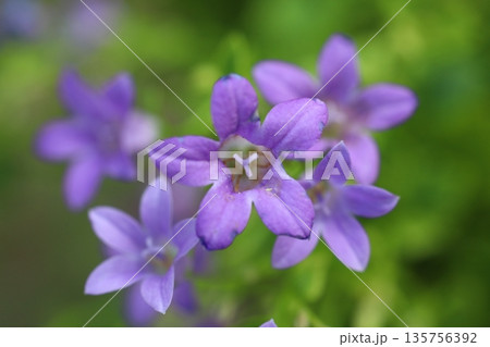 Beautiful Flowers Blooming In The Garden, Bodrum Turkey	. Macro Photography. 135756392