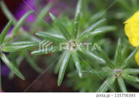 Beautiful Flowers Blooming In The Garden, Bodrum Turkey	. Macro Photography. 135756393