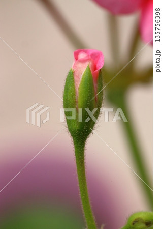 Beautiful Flowers Blooming In The Garden, Bodrum Turkey . Macro Photography. Beautiful Flowers Blooming In The Garden, Bodrum Turkey . Macro Photography. 135756398
