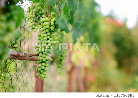 Grapes cluster. A close-up of vibrant green grapes hanging Grapes cluster. A close-up of vibrant green grapes hanging 135756695