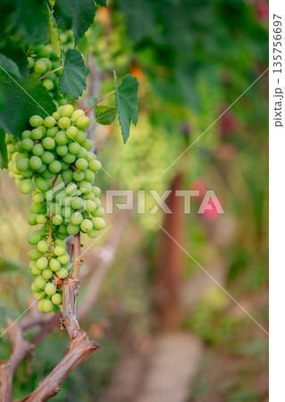Close-Up of Green Grapes on Vine. Close-up of vibrant green grapes hanging on vine lush leaves Close-Up of Green Grapes on Vine. Close-up of vibrant green grapes hanging on vine lush leaves 135756697